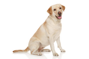 labrador Top 10 Cele mai populare rase de caini