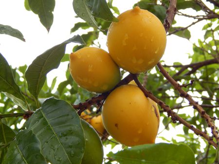 Motivul pentru care pomelo este popular se datorează și aspectului, dar și valorii sale nutritive puternice