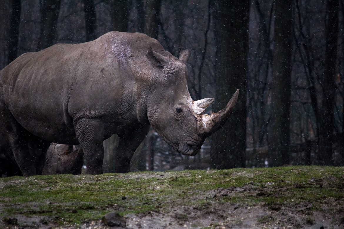 gradina zoologica oradea