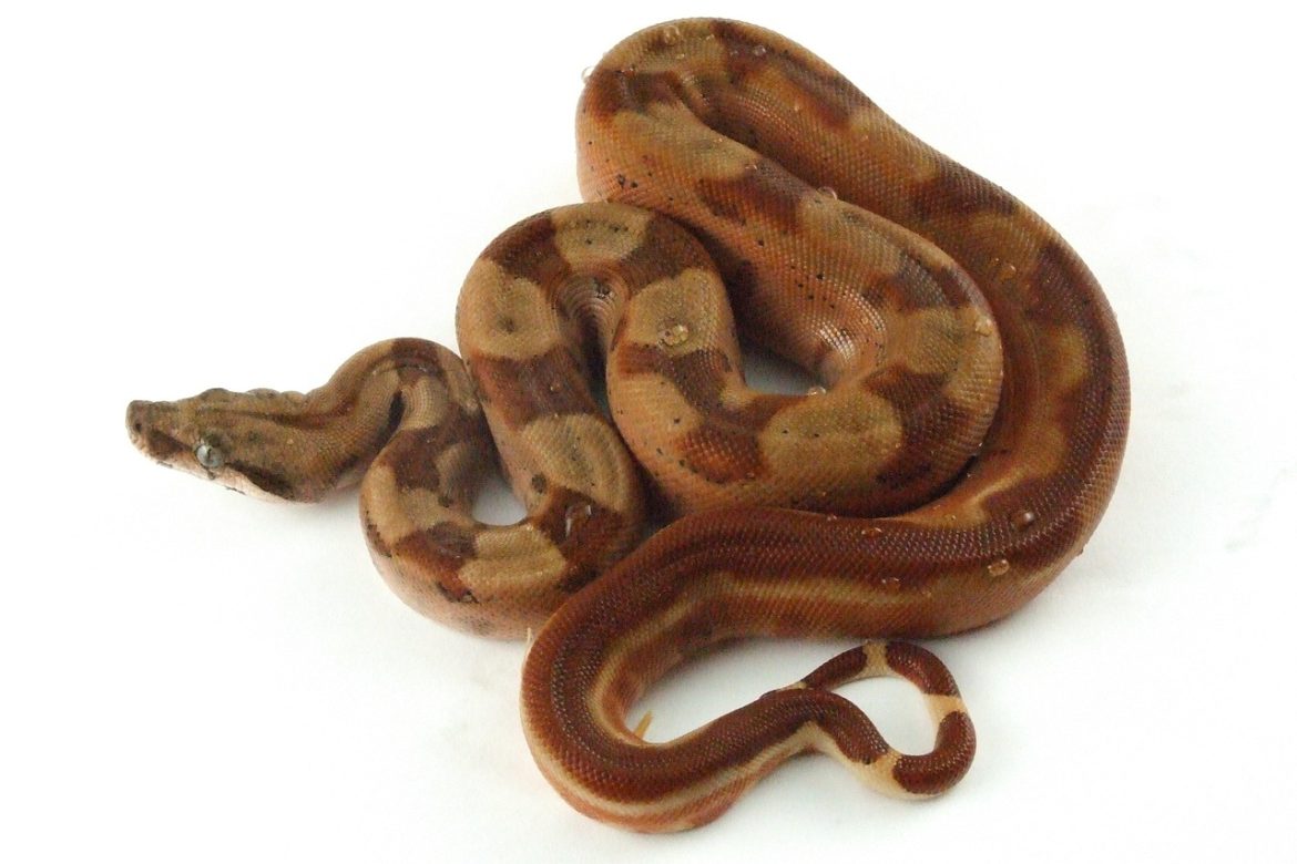 gradina zoologica bucuresti