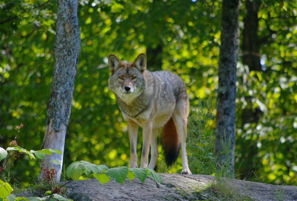 gradina zoologica sibiu