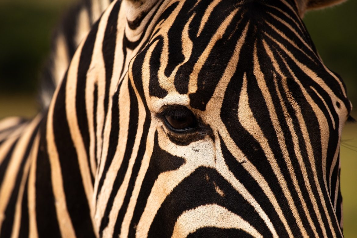 cea mai mare gradina zoologica din europa